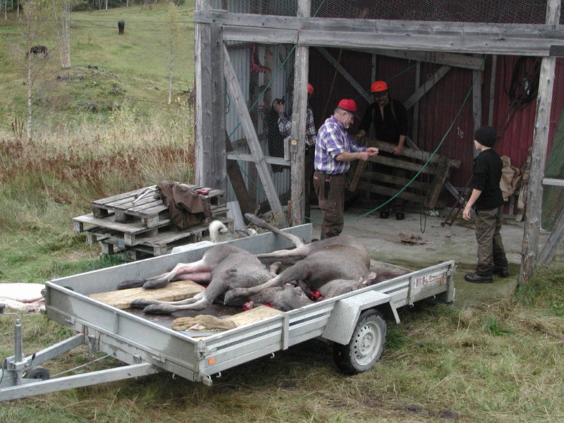 EPSN1021 (9).JPG - Kalvene er ankommet slakteriet i vognbua i rommet